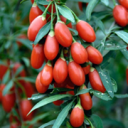 goji berry.jpg